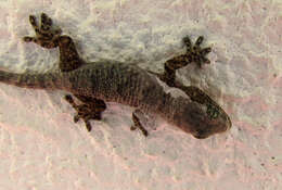 Image of Common Wall Gecko