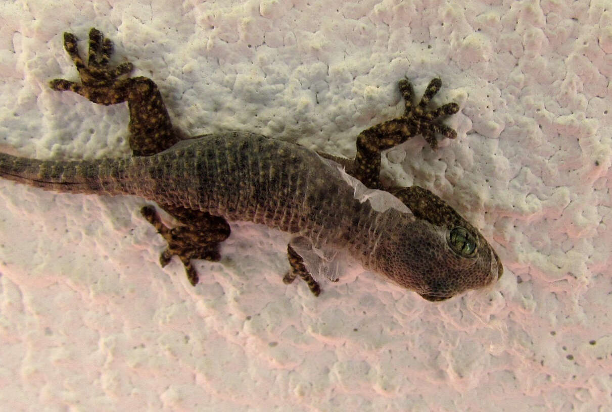 Image of Common Wall Gecko