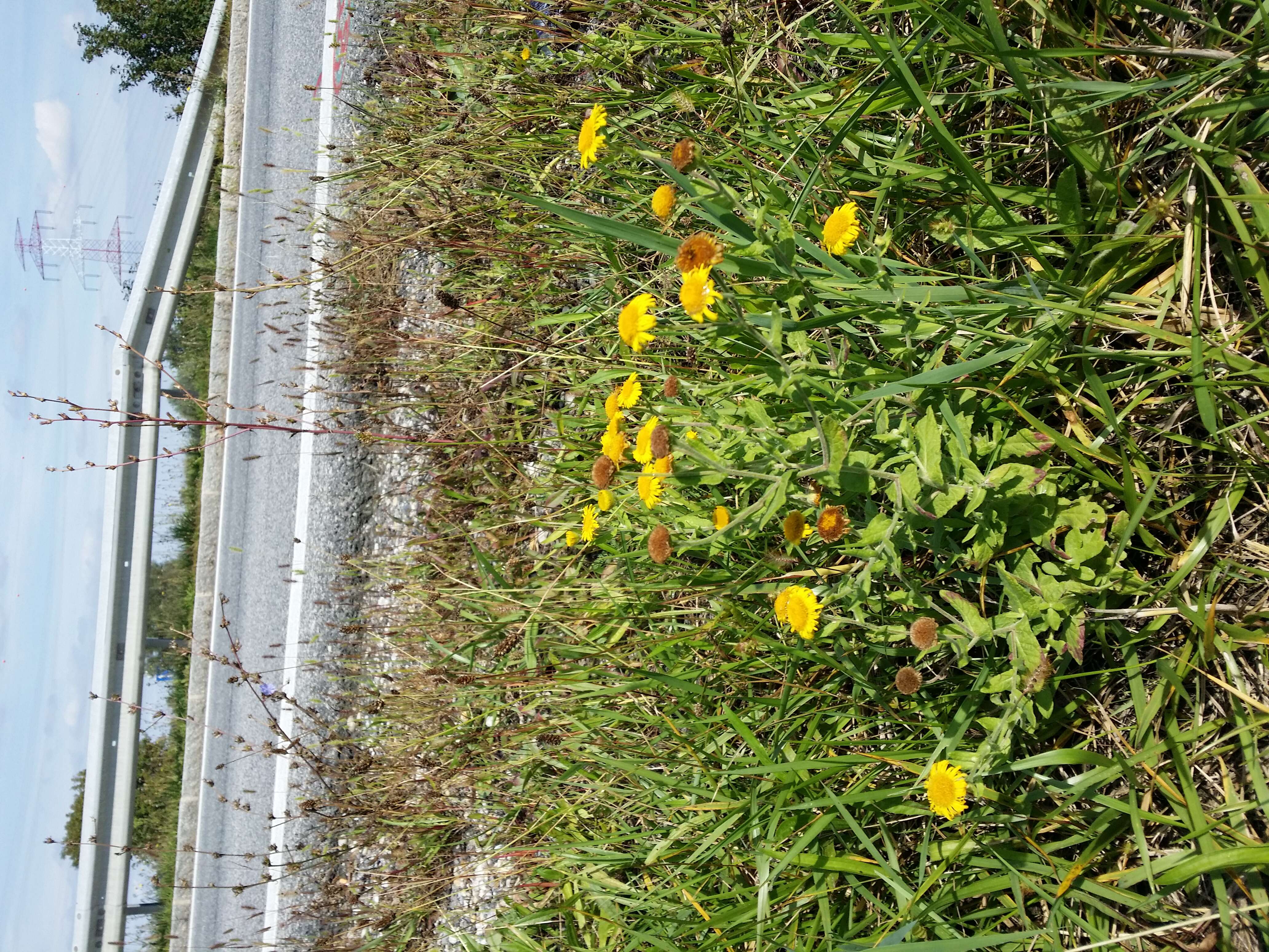 Image of common fleabane