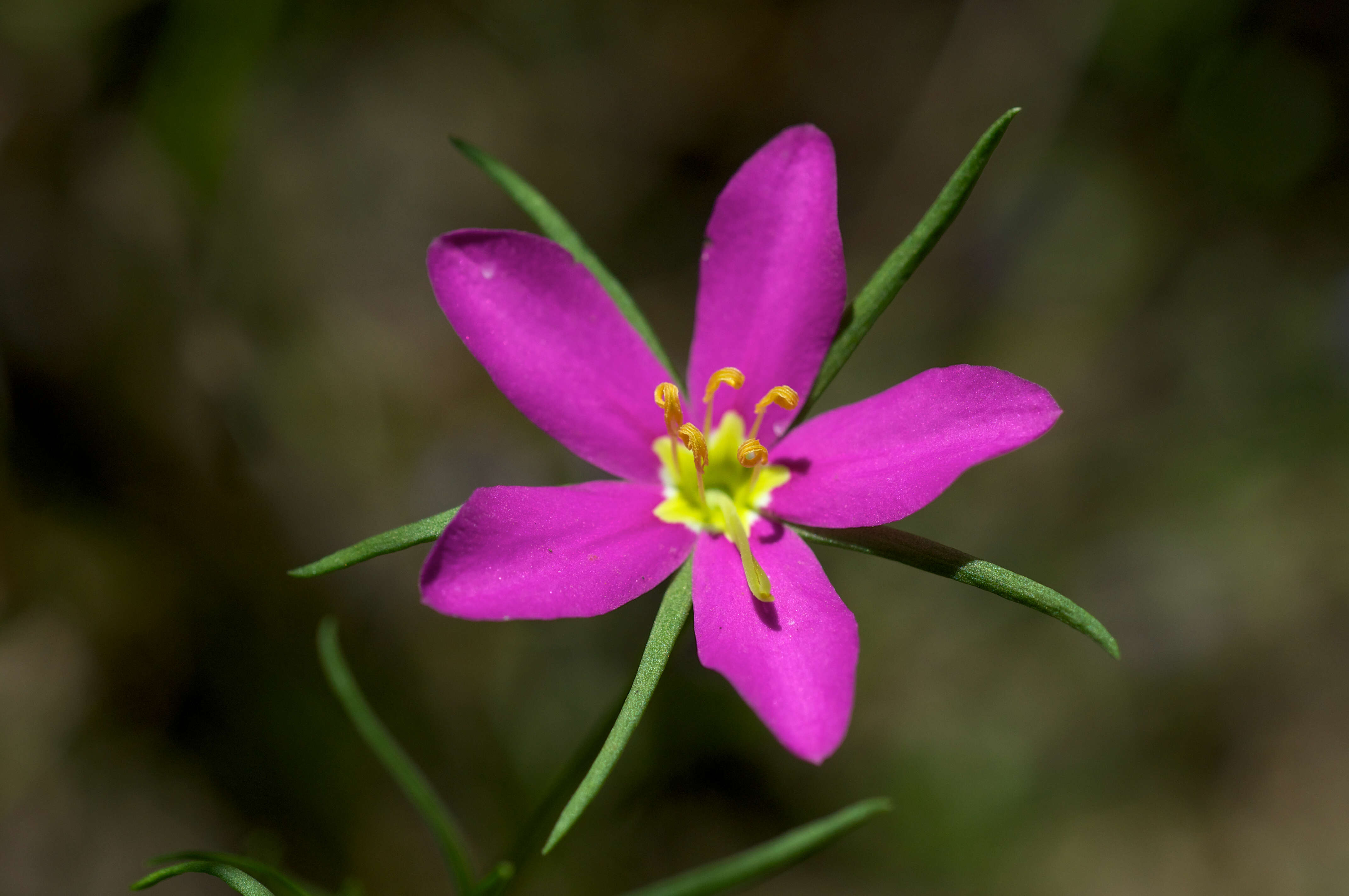 Image of Sabatia arkansana J. S. Pringle & Witsell