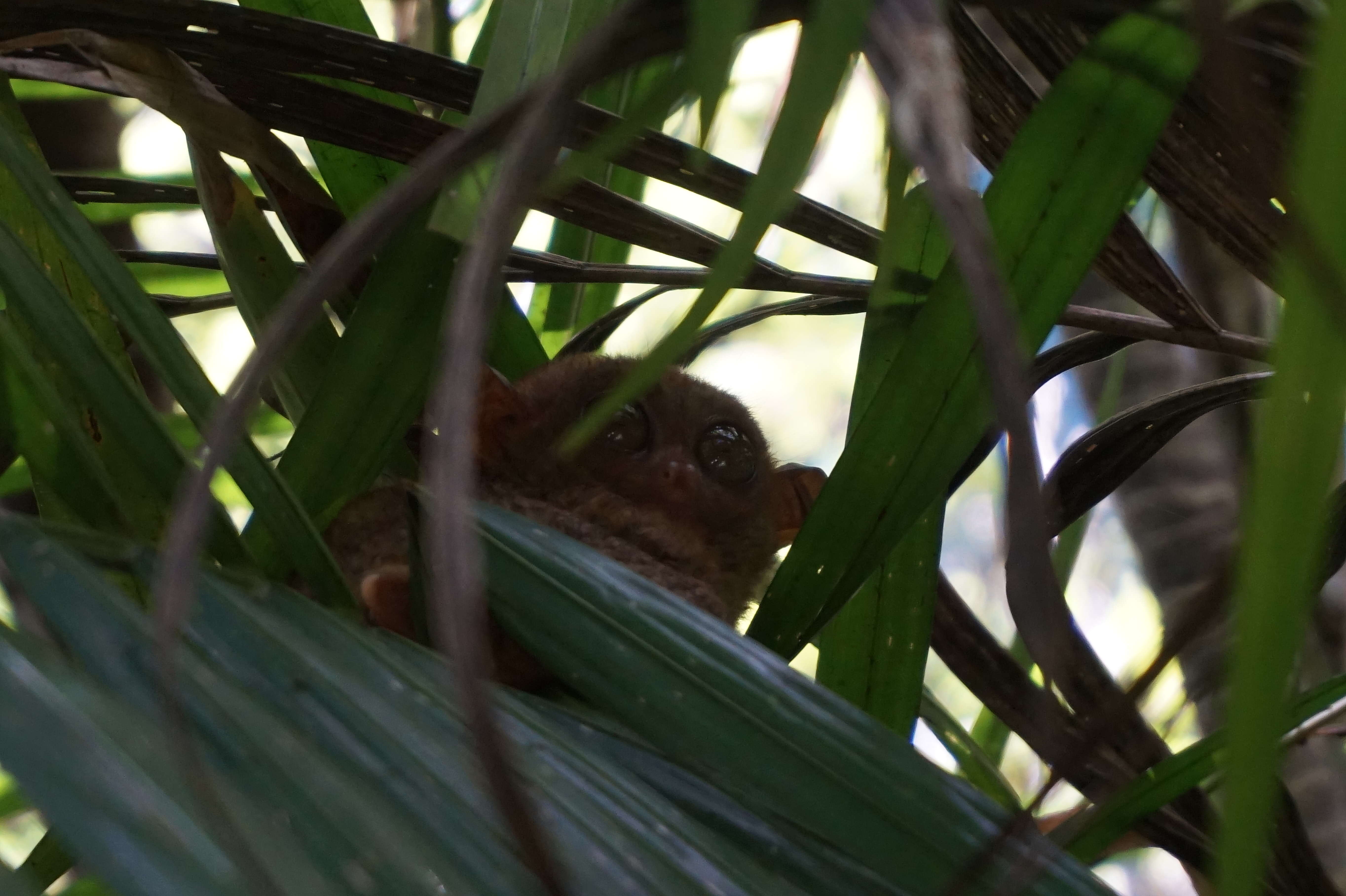 Image of Philippine tarsier