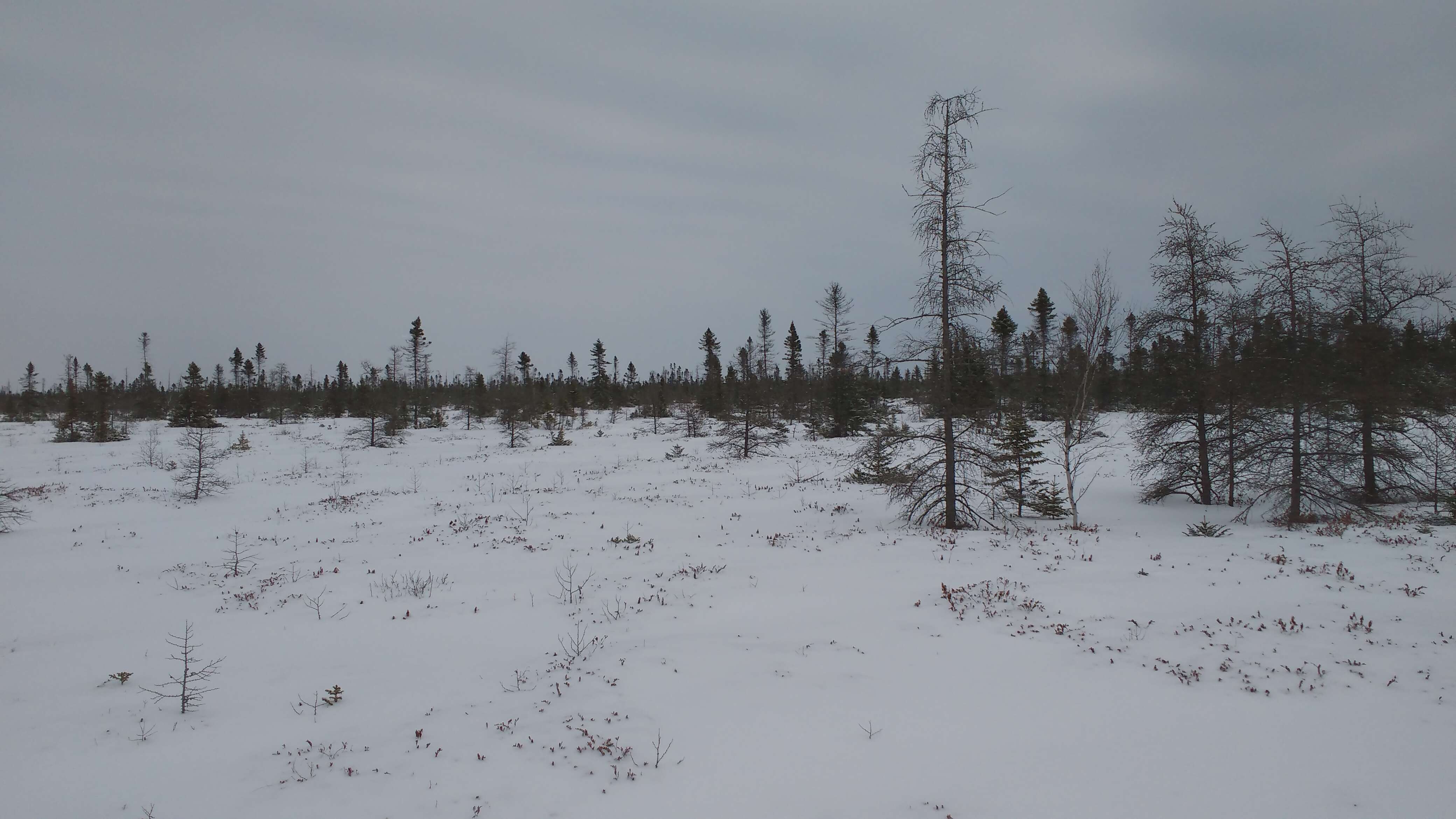 Image of American Larch