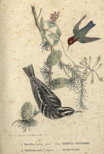 Image of Mellisuga Brisson 1760