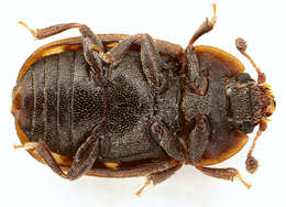 Image of Sap-feeding beetle