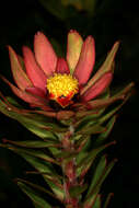 Imagem de Leucadendron sessile R. Br.