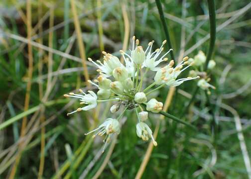 Image of Wild garlic