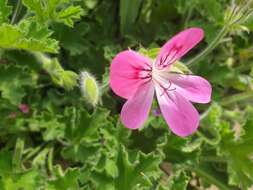 Image of rose scented geranium