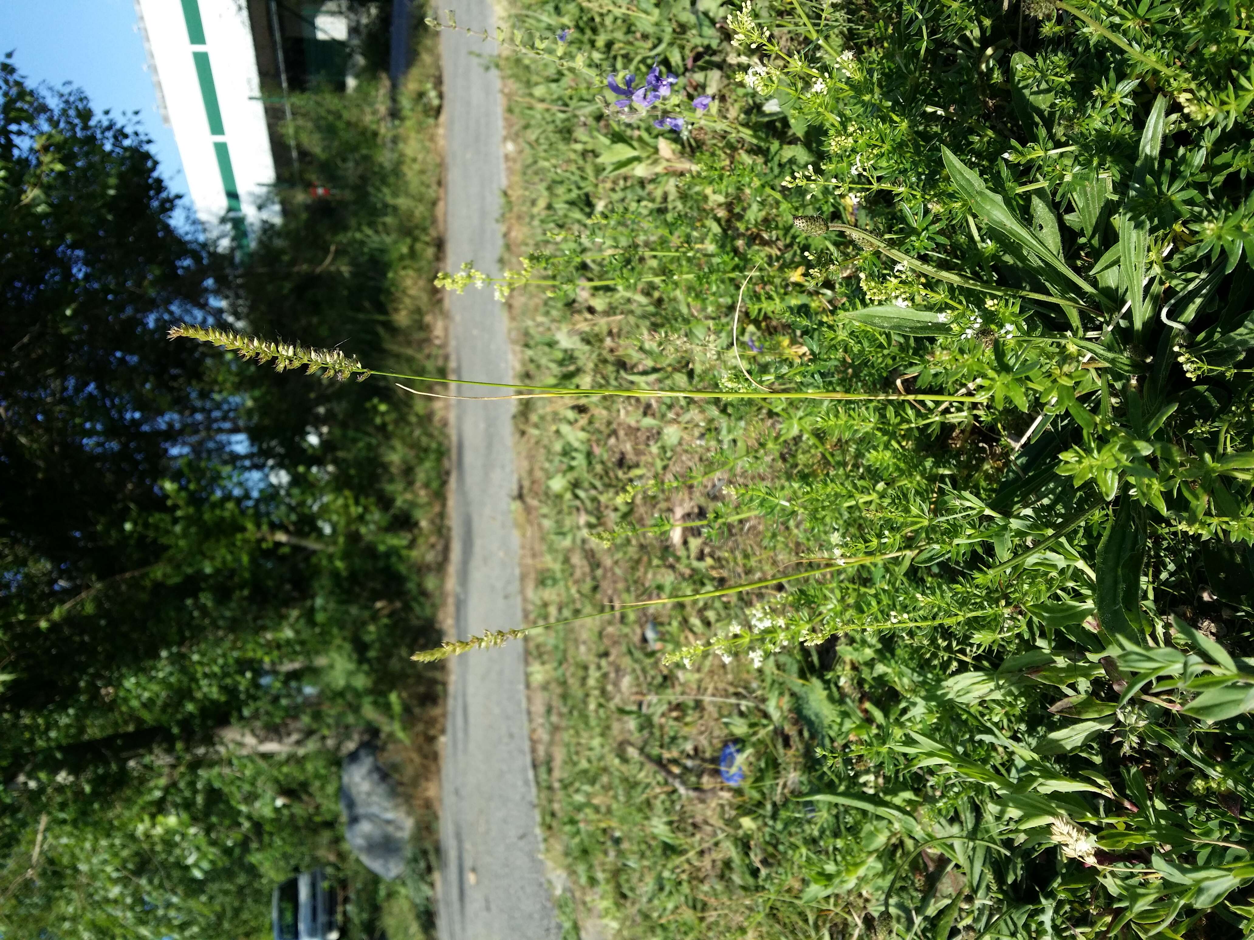 Image of Crested dogstail grass