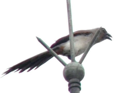 Image of Grey Treepie