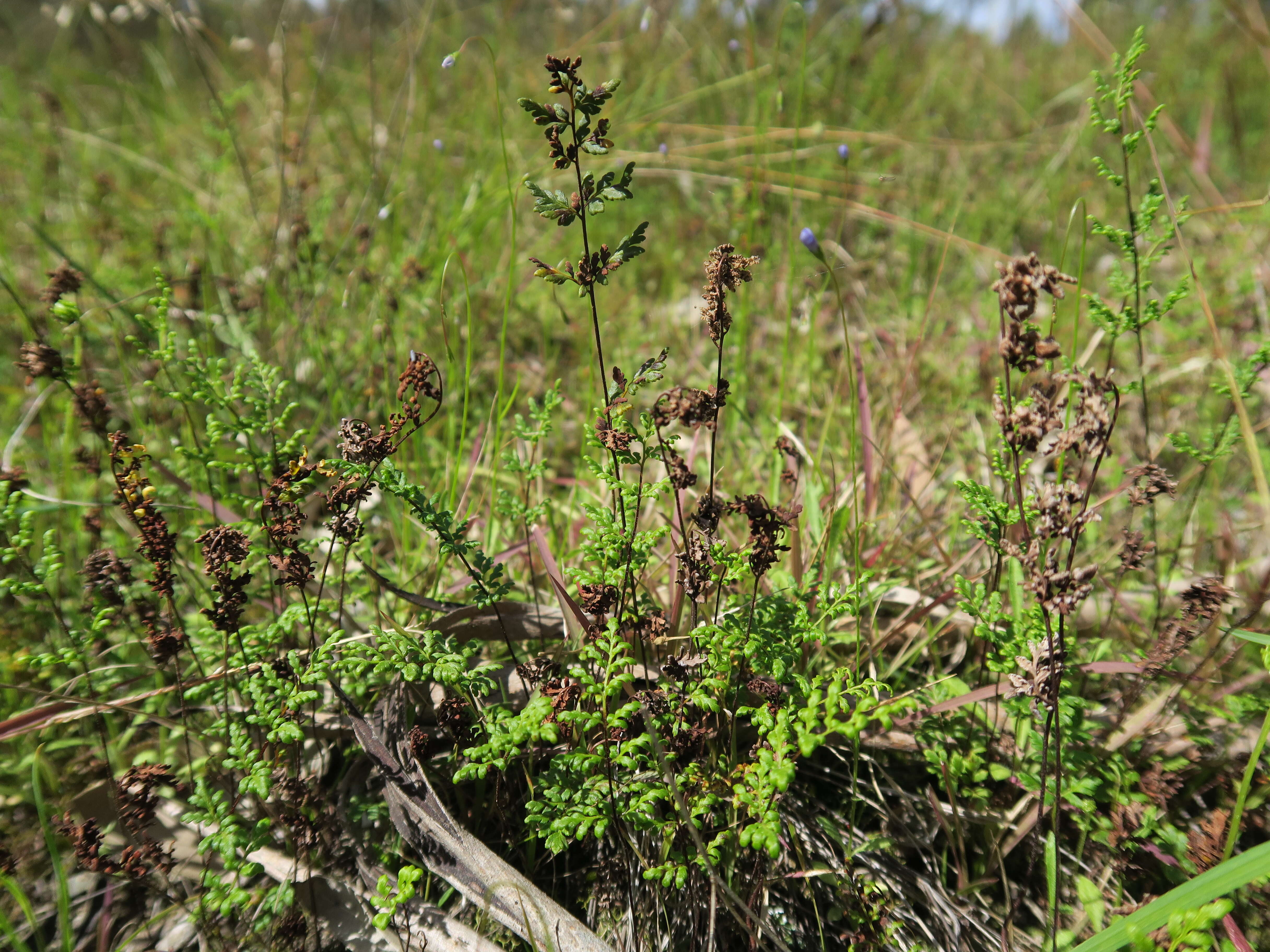 Image of Mulga fern