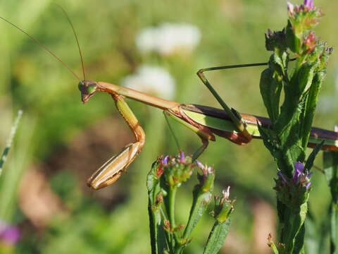 Image of Chinese mantis