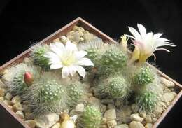 Image of Rebutia pulvinosa F. Ritter & Buining