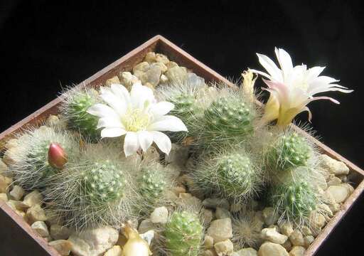 Imagem de Rebutia pulvinosa F. Ritter & Buining