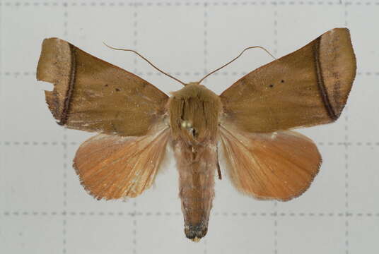 Image of Carea varipes Walker 1856