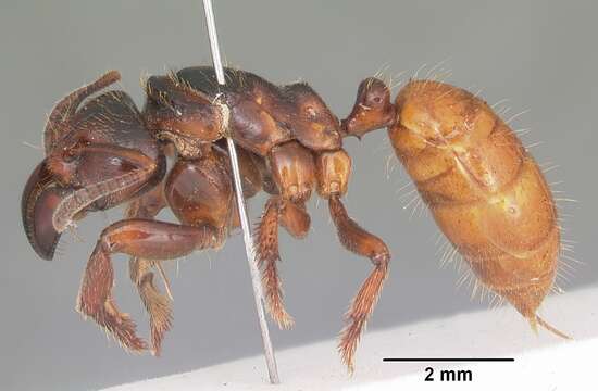 Imagem de Centromyrmex raptor