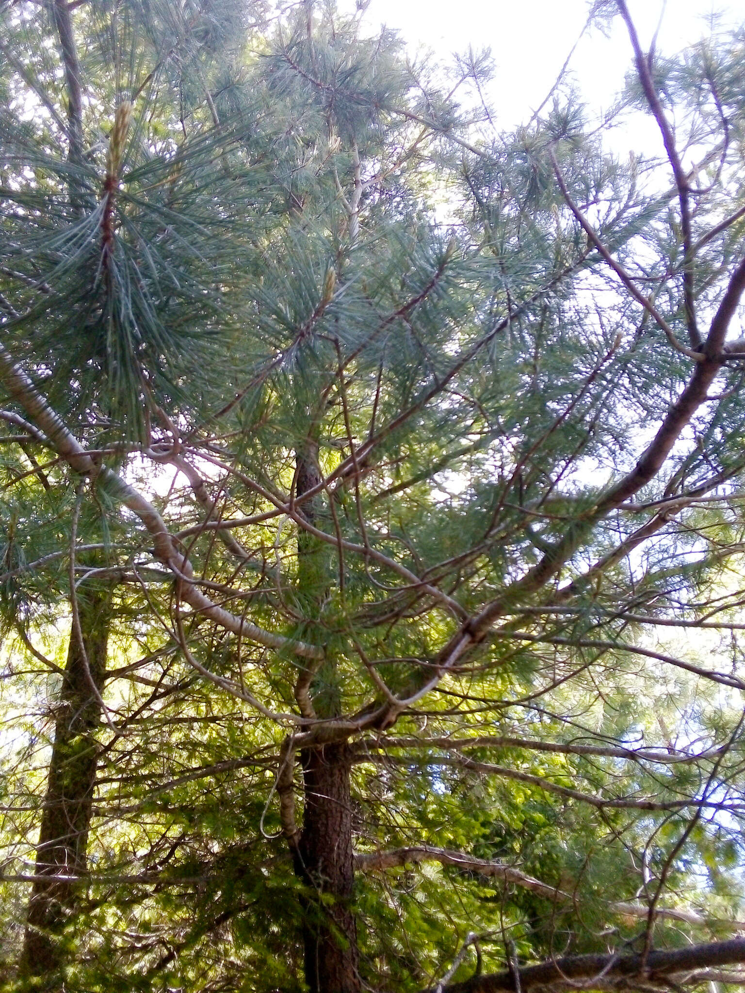 Imagem de Pinus strobiformis Engelm.