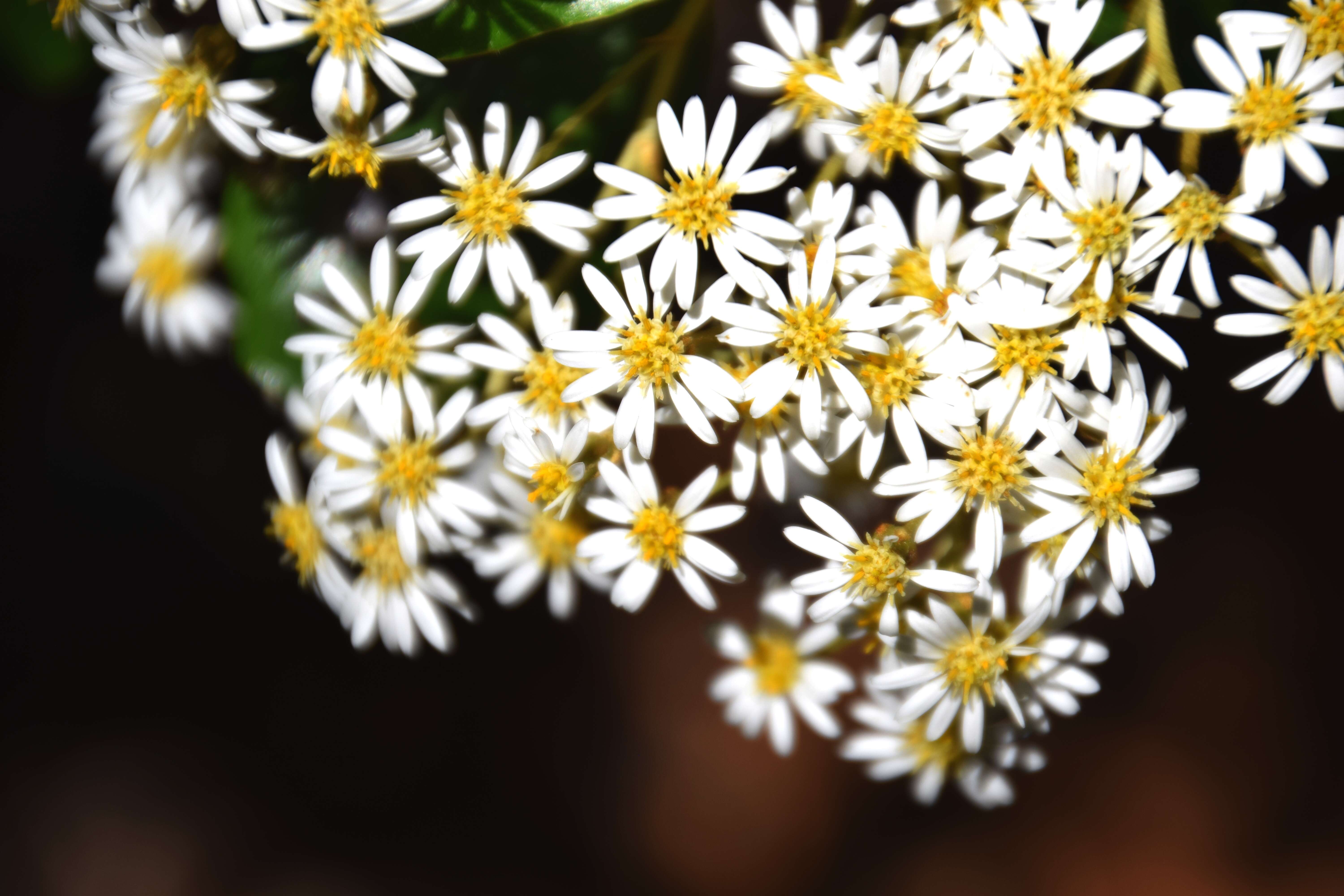 Image of Olearia avicenniifolia (Raoul) Hook. fil.