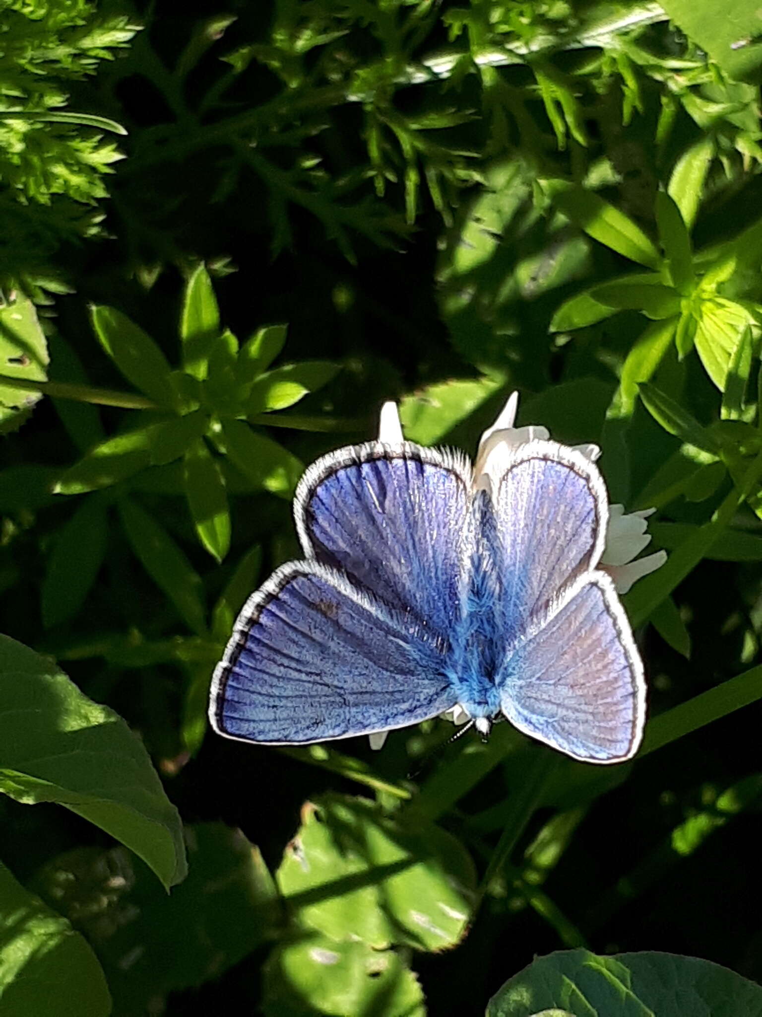 Image of common blue