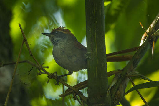 Image of Rufous-capped Spinetail