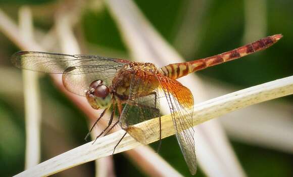 Image of Red-mantled Dragonlet