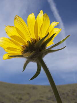 Image of balsamroot