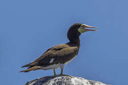 Image of Brown Booby