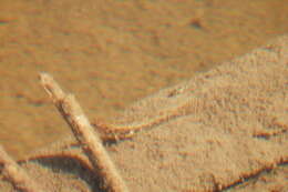 Image of Iowa Darter