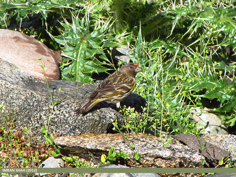 Image of Fire-fronted Serin