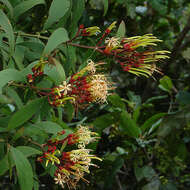 Imagem de Psittacanthus cucullaris (Lam.) G. Don