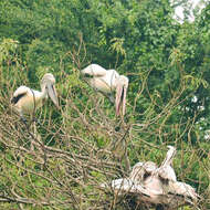 Image of Grey Pelican