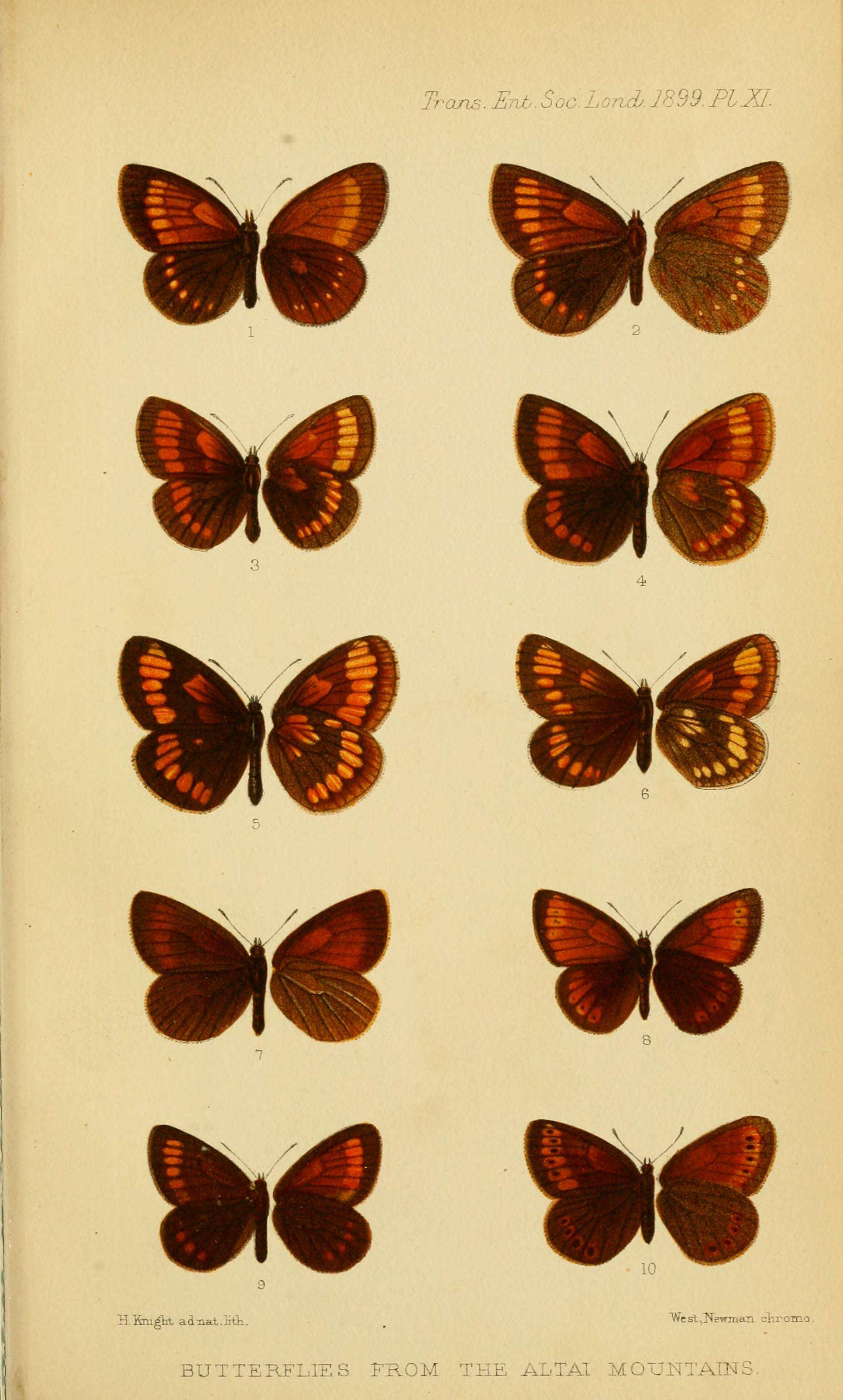 Image of Erebia kefersteinii Eversmann 1851