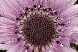 Image of Berkheya purpurea (DC.) Benth. & Hook. fil. ex Mast.