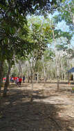 Image of Para rubber tree