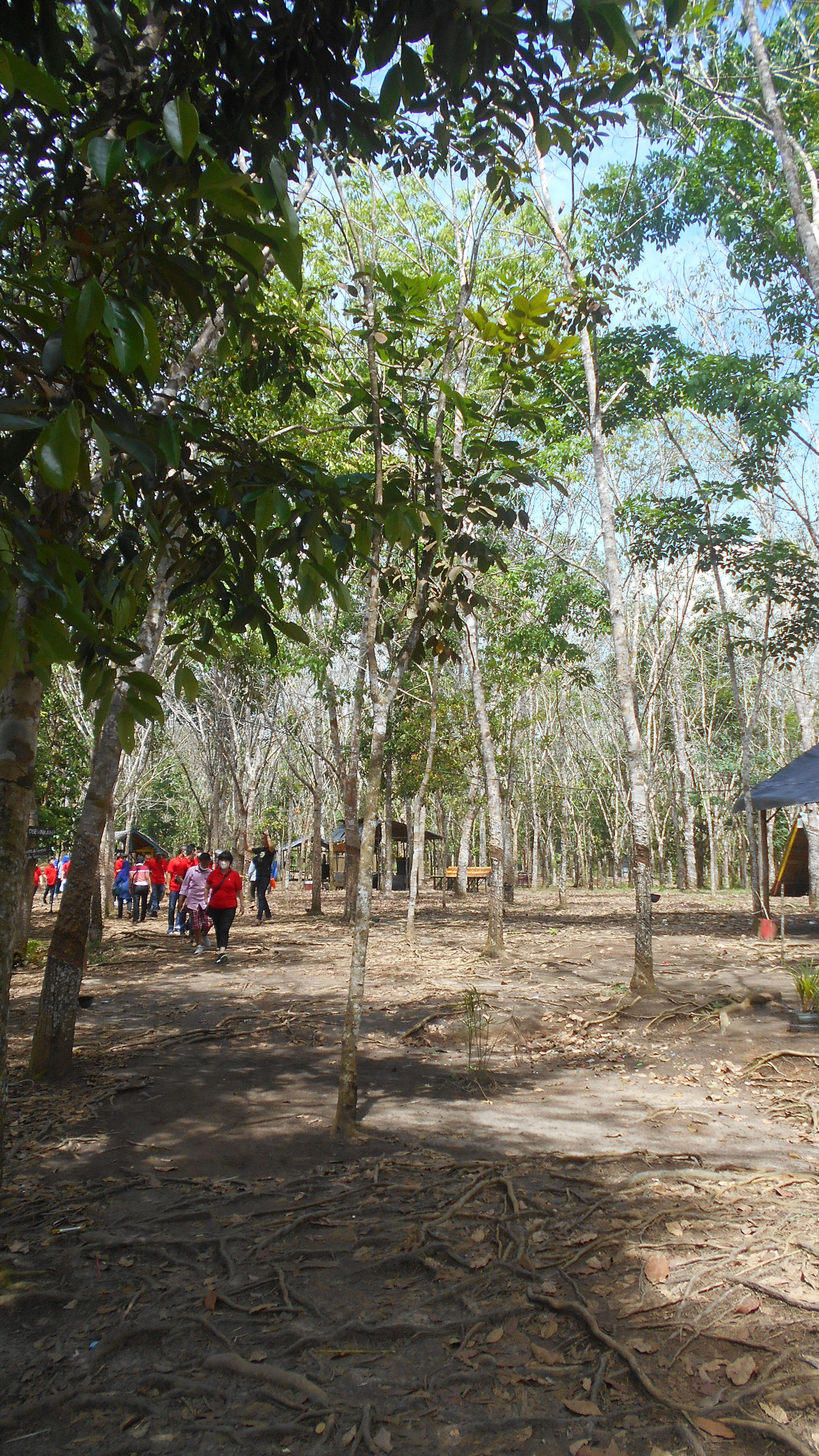 Image of Para rubber tree