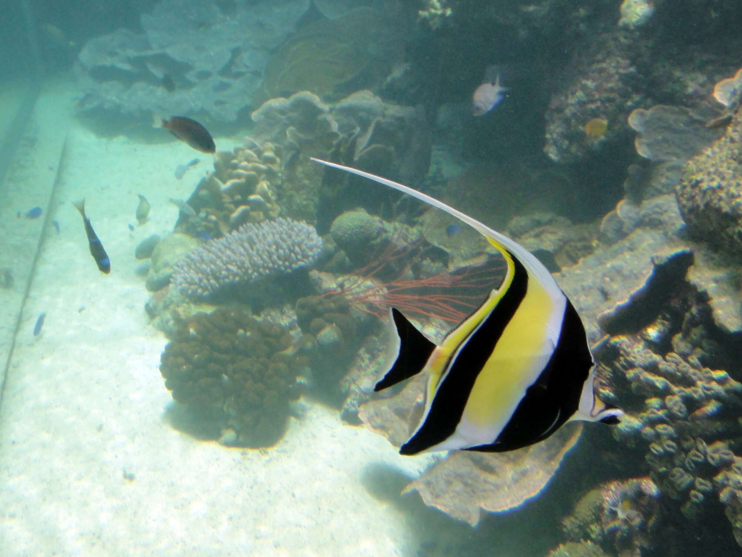 Image of Bannerfish