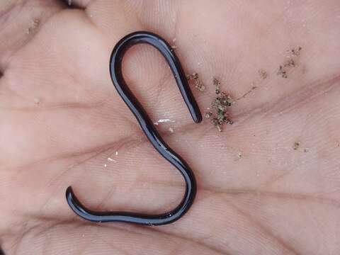 Image of Indotyphlops Hedges, Marion, Lipp, Marin & Vidal 2014