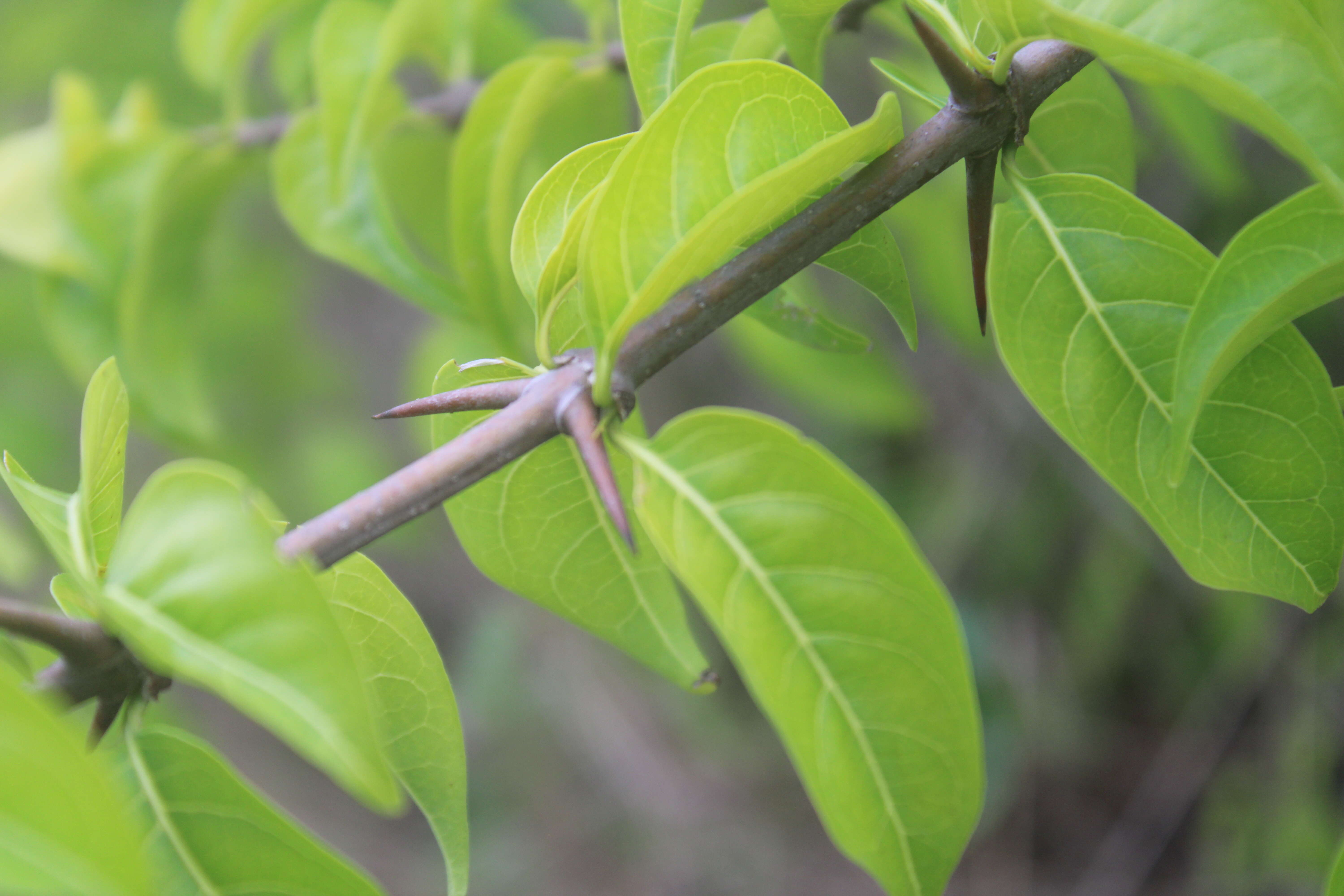 Image of Canthium coromandelicum (Burm. fil.) Alston