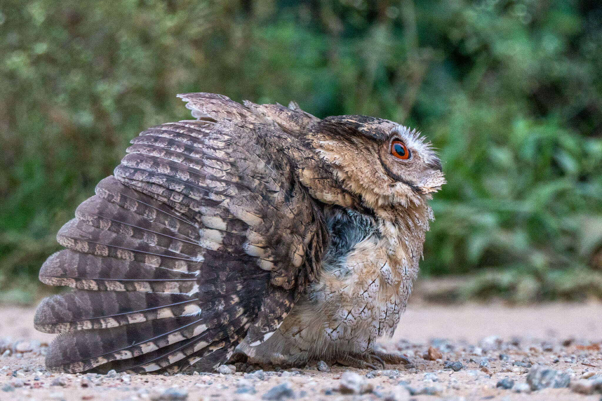 Image of Indian Scops Owl