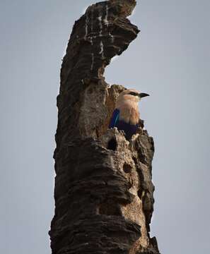 Image of Blue-bellied Roller