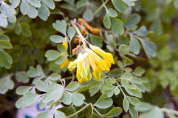 Image of yellow corydalis