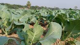 Image of broccoli