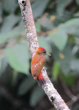 Image of Red-rumped Woodpecker