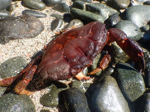 Image of Ozius deplanatus (White 1847)