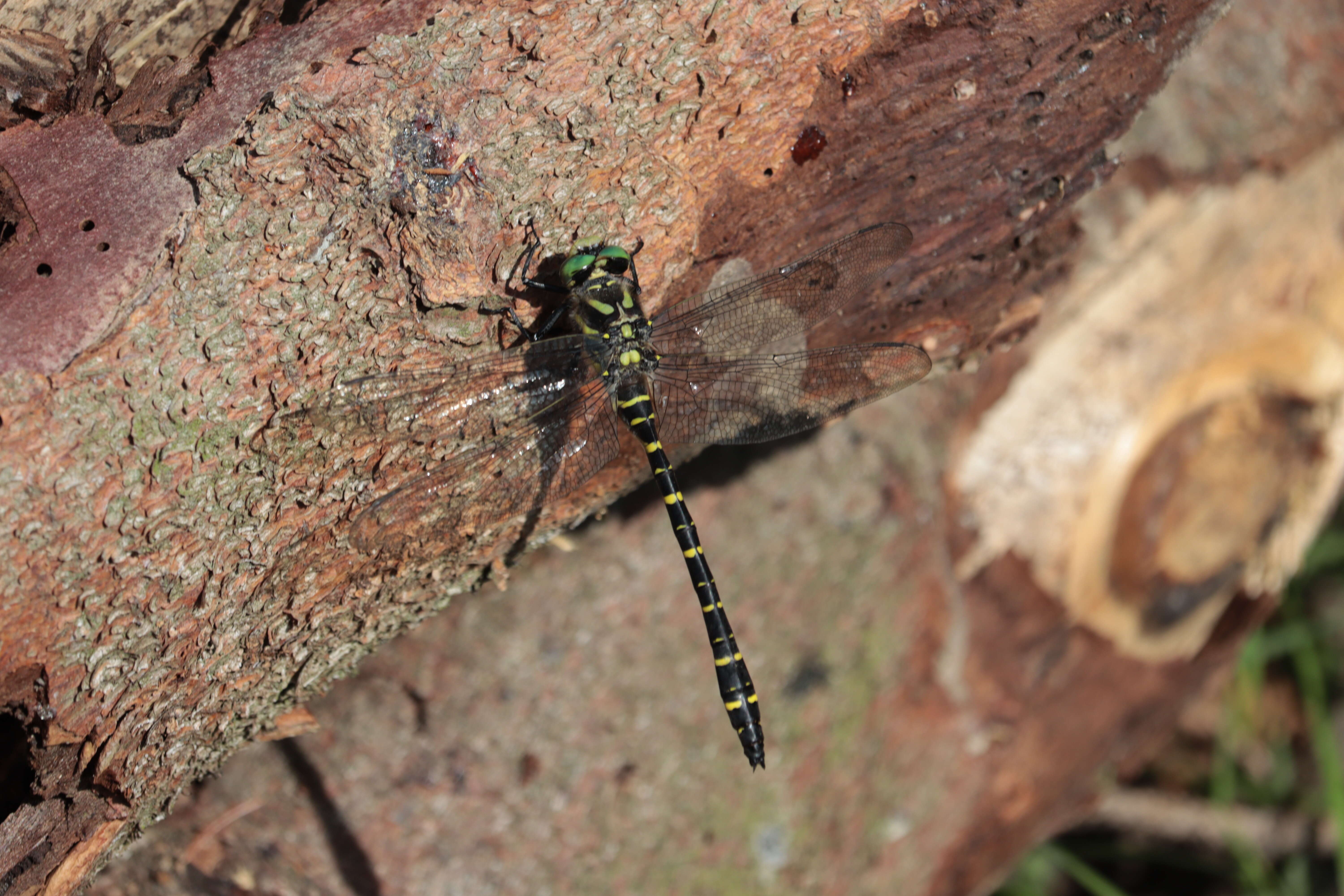 Image of golden-ringed dragonfly