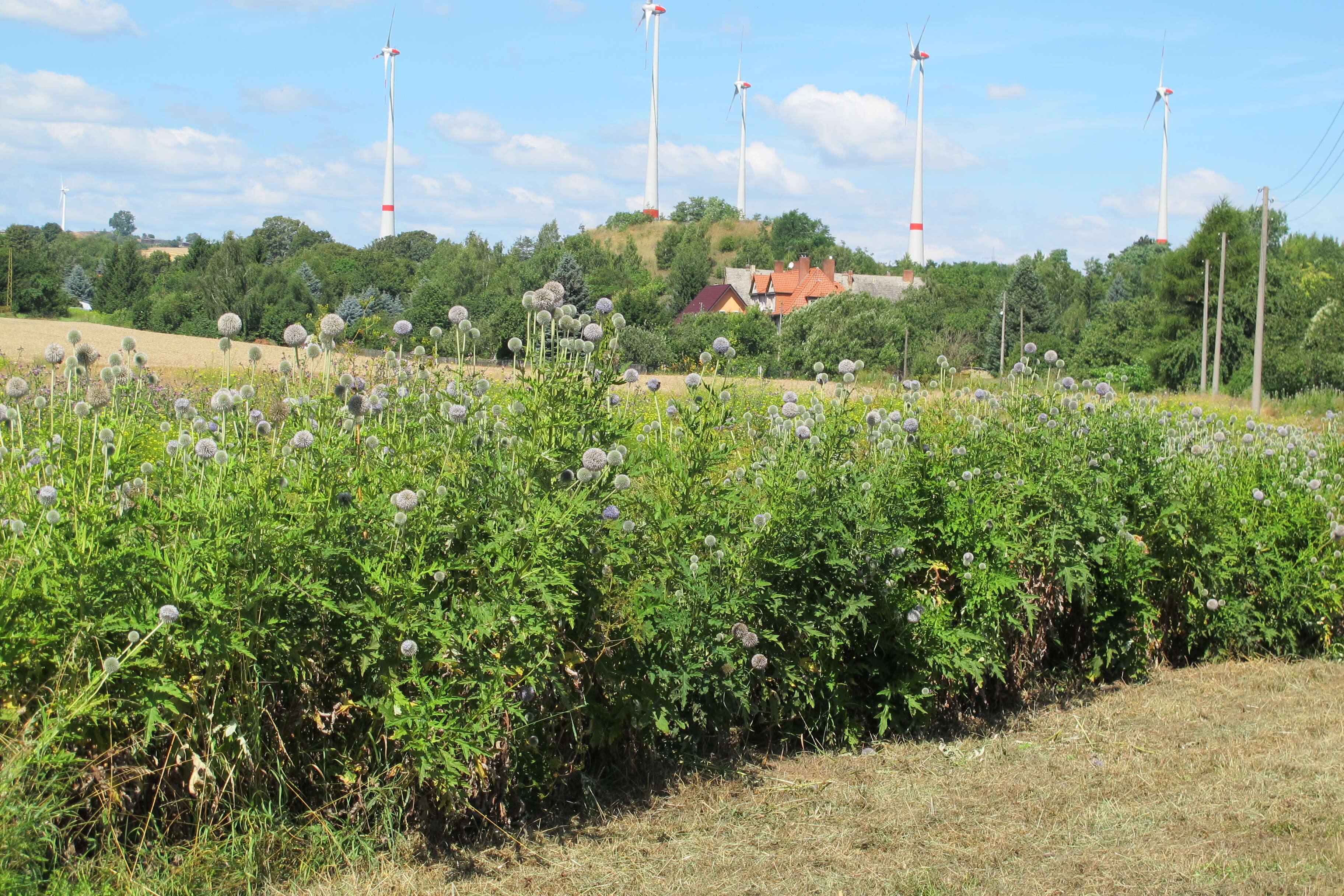 Image of tall globethistle