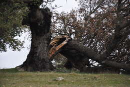 Image of Evergreen Oak