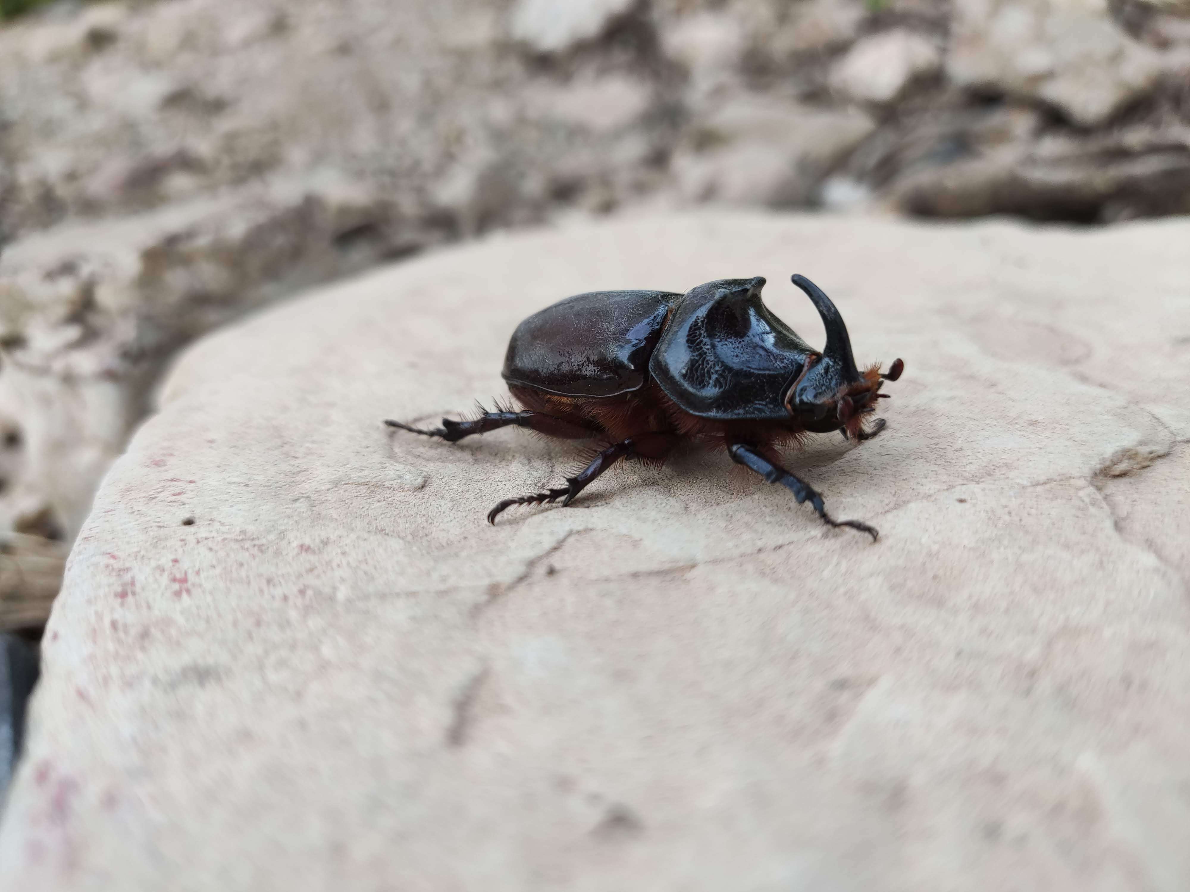 Image of European rhinoceros beetle