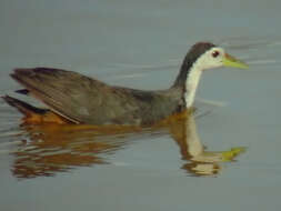 Image of White-breasted Waterhen