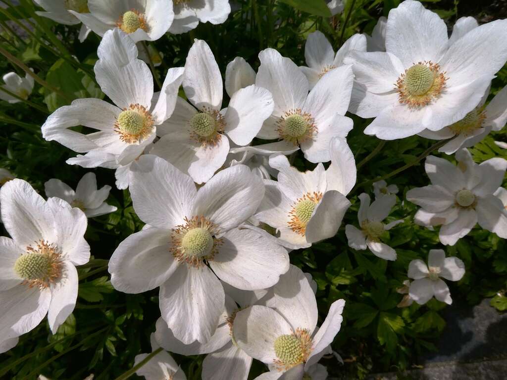 Image of Snowdrop Anemone