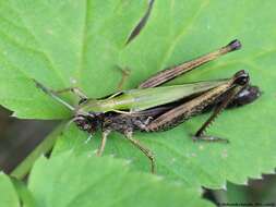 Image of Common green grasshopper